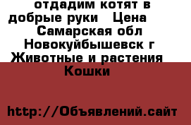  отдадим котят в добрые руки › Цена ­ 50 - Самарская обл., Новокуйбышевск г. Животные и растения » Кошки   